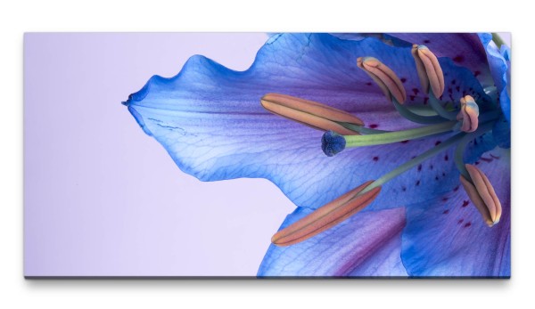 Bilder XXL blaue Bllüte 50x100cm Wandbild auf Leinwand