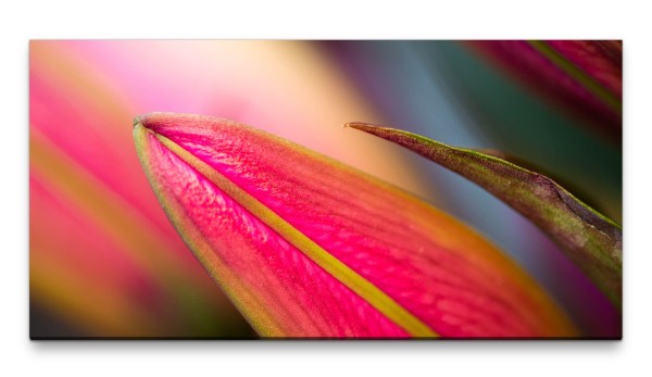 Bilder XXL Pink 50x100cm Wandbild auf Leinwand