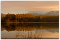 Bäume reflektieren Wandbild in verschiedenen Größen