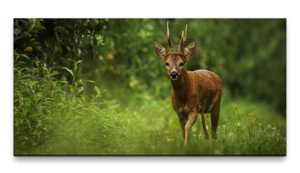 Bilder XXL Reh im Wald 50x100cm Wandbild auf Leinwand