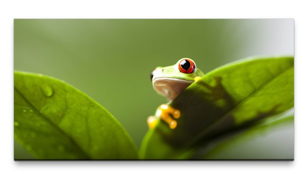 Bilder XXL Frosch grün mit Blättern 50x100cm Wandbild auf Leinwand