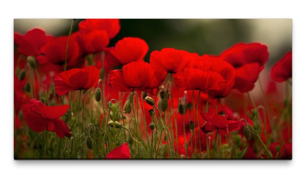 Bilder XXL roter Mohn 50x100cm Wandbild auf Leinwand