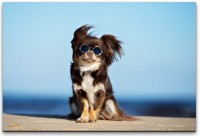 Hund mit Sonnenbrille Wandbild in verschiedenen Größen