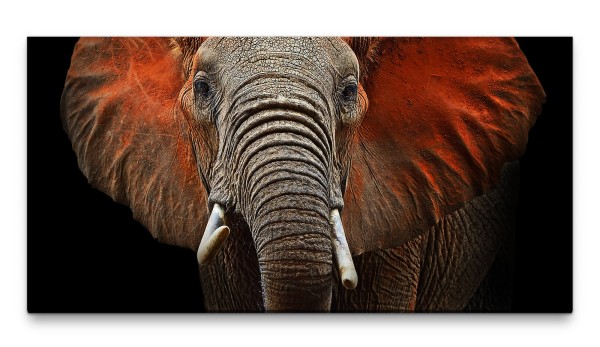 Bilder XXL Großer Elefant 50x100cm Wandbild auf Leinwand