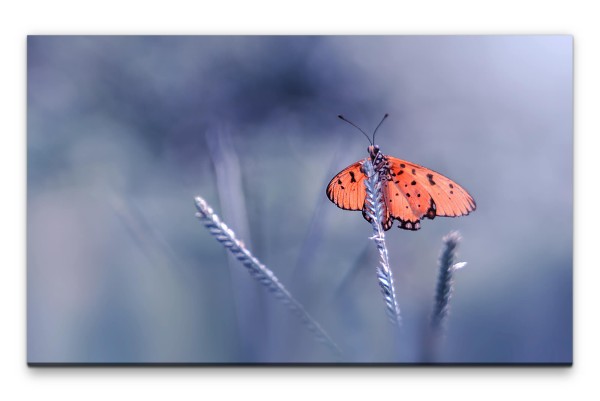 Bilder XXL Schmetterling auf Stängel Wandbild auf Leinwand