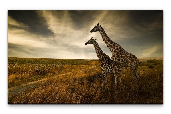 Bilder XXL Giraffen im Feld Wandbild auf Leinwand