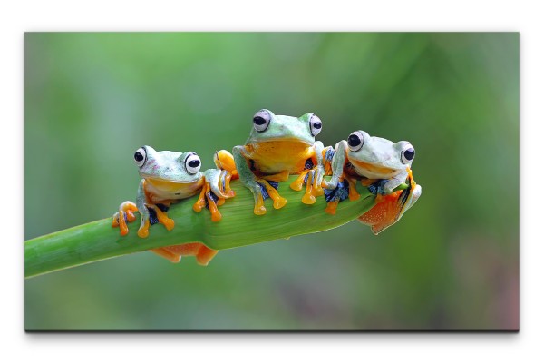 Bilder XXL Drei Frösche auf Blatt Wandbild auf Leinwand