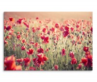 120x80cm Wandbild Mohnblumen Wiese Feld Sommer