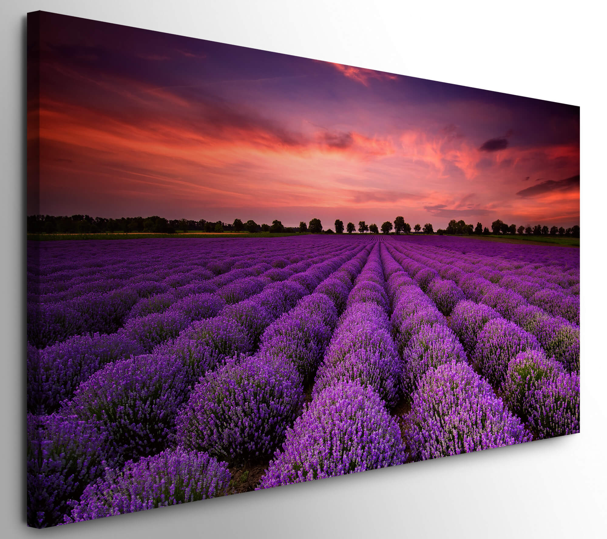 Bilder XXL Lavendelfeld 50x100cm Direkt auf Wandbild Möbel Leinwand 
