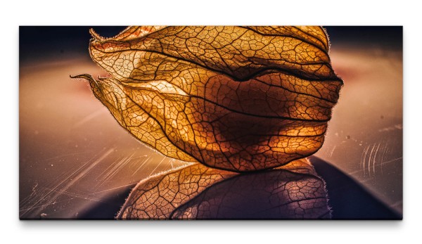 Bilder XXL Physalis geschlossen 50x100cm Wandbild auf Leinwand