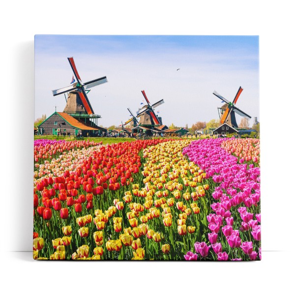 Holland Niederlande Windmühlen bunte Tulpen Blumenfeld