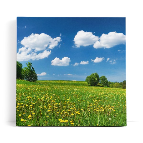 Landschaftsbild Wiese Bäume Natur Sommer blauer Himmel