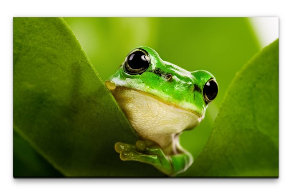 Bilder XXL Frosch grün mit Blättern Wandbild auf Leinwand