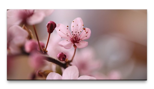 Bilder XXL rosa Kirschblüte 50x100cm Wandbild auf Leinwand