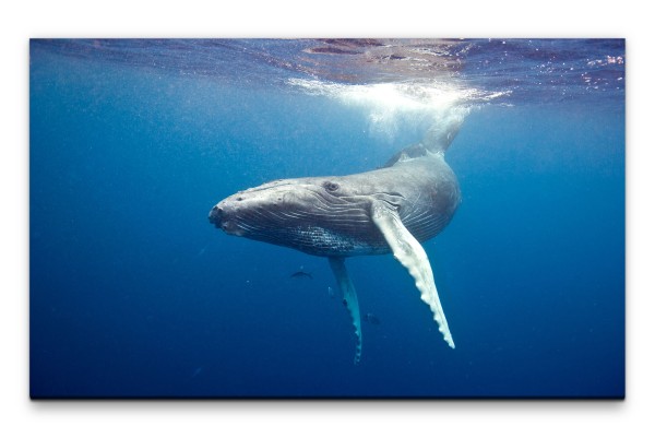 Bilder XXL Schwimmender Wal Wandbild auf Leinwand