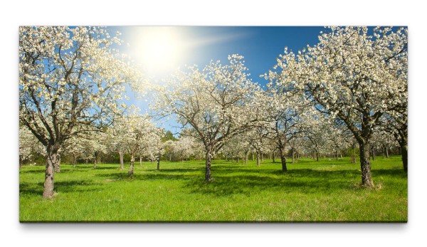 Bilder XXL Apfelbäume 50x100cm Wandbild auf Leinwand