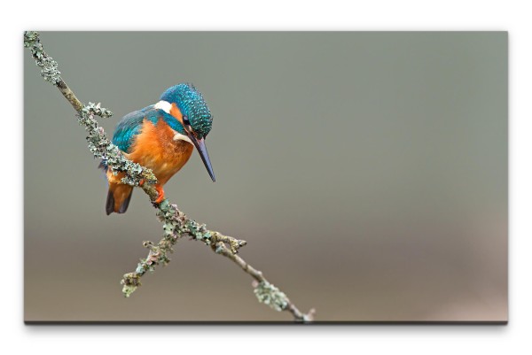 Bilder XXL Kleiner Vogel Wandbild auf Leinwand