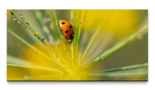 Bilder XXL Käferspiel 50x100cm Wandbild auf Leinwand