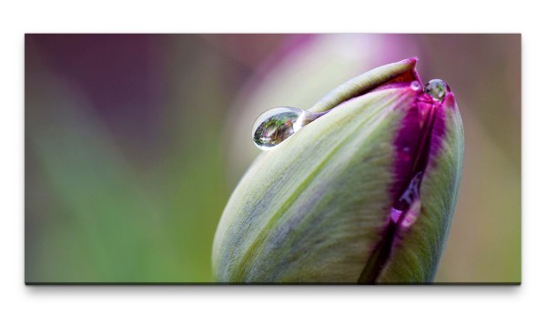 Bilder XXL Tulpe mit Tautropfen 50x100cm Wandbild auf Leinwand