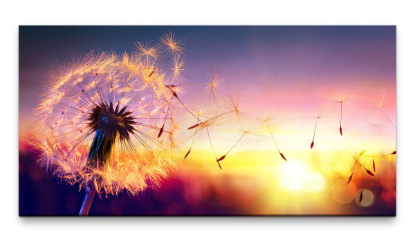 Bilder XXL Pusteblume im Sonnenuntergang 50x100cm Wandbild auf Leinwand