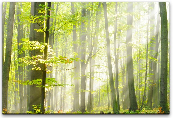 Waldgebiet im Herbst Wandbild in verschiedenen Größen