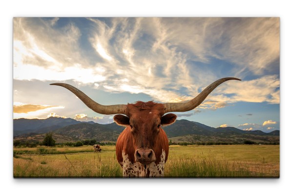 Bilder XXL Texanischer Stier Wandbild auf Leinwand