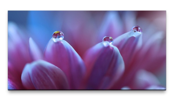 Bilder XXL Blüte auf Wassertropfen 50x100cm Wandbild auf Leinwand