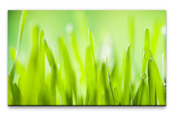 Bilder XXL Grasshalme mit Tau Wandbild auf Leinwand