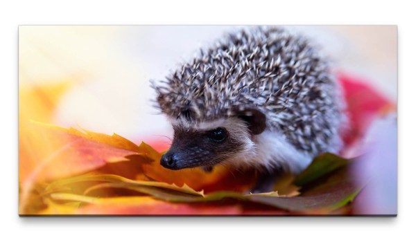 Bilder XXL Süßer Igel auf Blättern 50x100cm Wandbild auf Leinwand