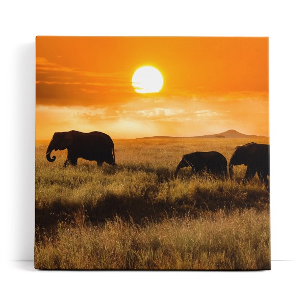 Elefanten Elefantenherde Afrika Natur Landschaft Sonne