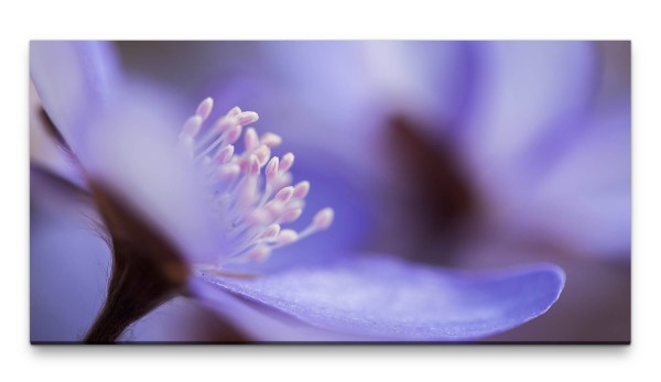 Bilder XXL blaue Blüte Makro 50x100cm Wandbild auf Leinwand