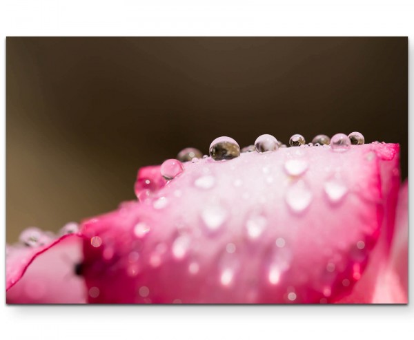 Wassertropfen + Rosenblüte - Leinwandbild