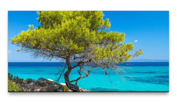 Bilder XXL Baum am Meer 50x100cm Wandbild auf Leinwand