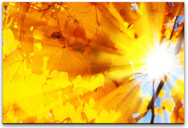 Herbstblätter in Sonne Wandbild in verschiedenen Größen