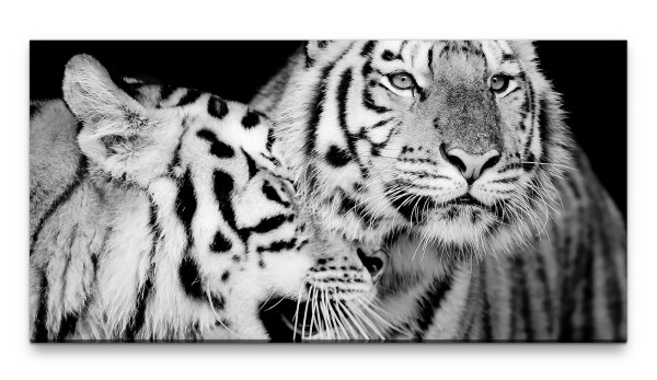 Bilder XXL Zwei Tiger in schwarz weiss 50x100cm Wandbild auf Leinwand