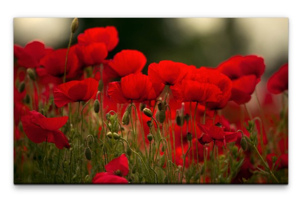 Bilder XXL roter Mohn Wandbild auf Leinwand