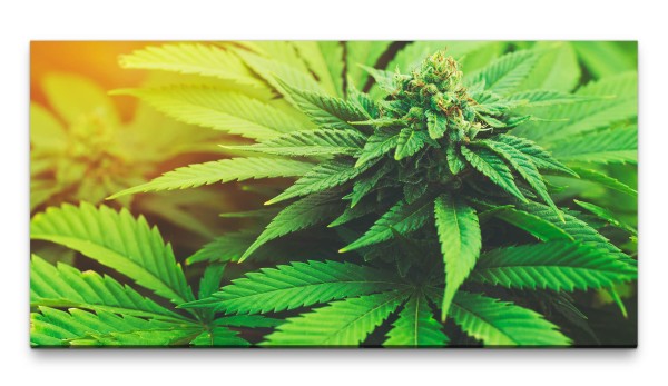 Bilder XXL Marihuana 50x100cm Wandbild auf Leinwand