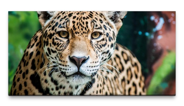 Bilder XXL Jaguar 50x100cm Wandbild auf Leinwand