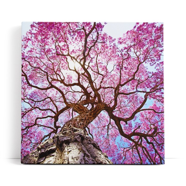 Baumkrone Lapacho Baum in Pocone Rosa blauer Himmel