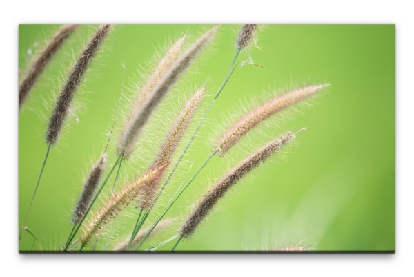 Bilder XXL Grashalme Wandbild auf Leinwand