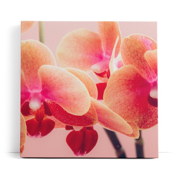 Orchideen Blumen rosa Blüten Kunstvoll Fotokunst