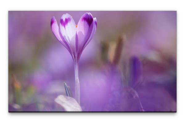 Bilder XXL Krokus Wandbild auf Leinwand