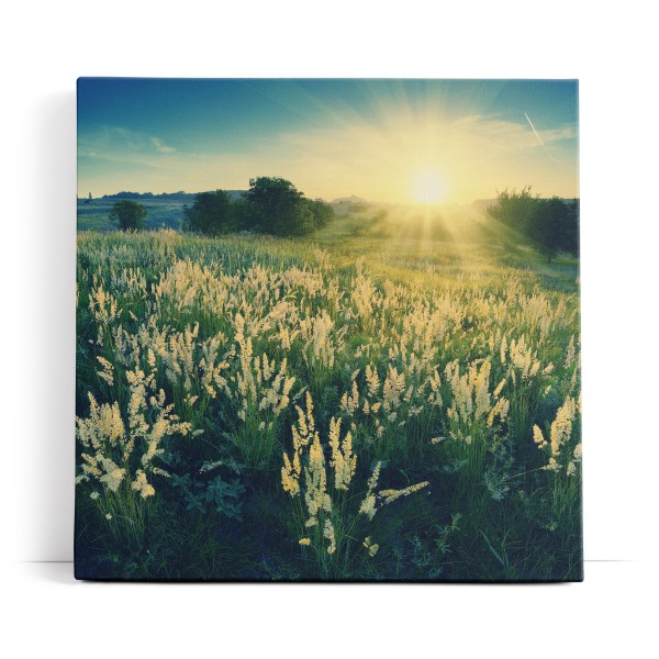 Sonnenuntergang Wildblumen Wiese Natur Landschaft