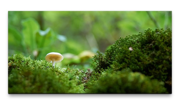 Bilder XXL Pilze auf Moos 50x100cm Wandbild auf Leinwand