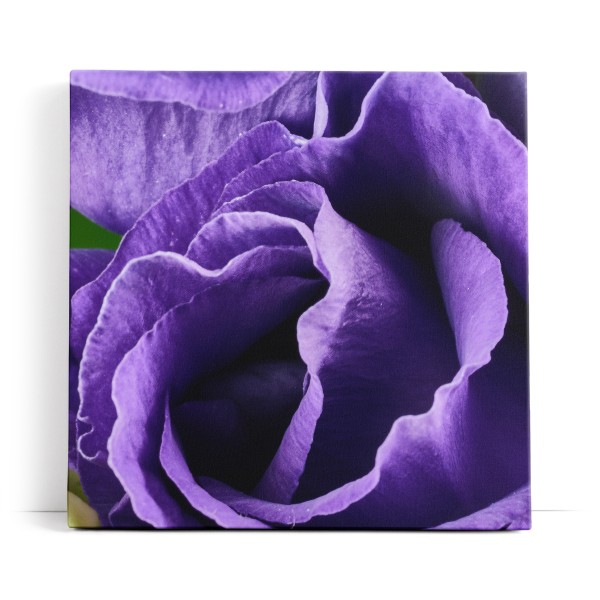 Violette Blume Blüte Nahaufnahme Kunstvoll Dekorativ