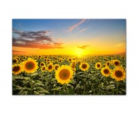 120x80cm Sonnenblumen Sonnenuntergang Himmel