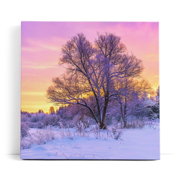 Baum im Winter Schnee Sonnenuntergang Natur Wald