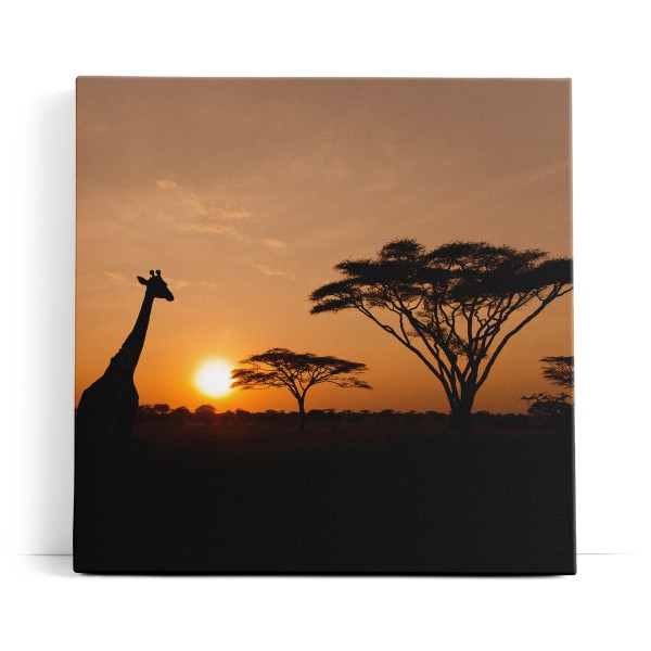 Afrika Giraffen Sonnenuntergang Abend Natur Wildnis Bäume