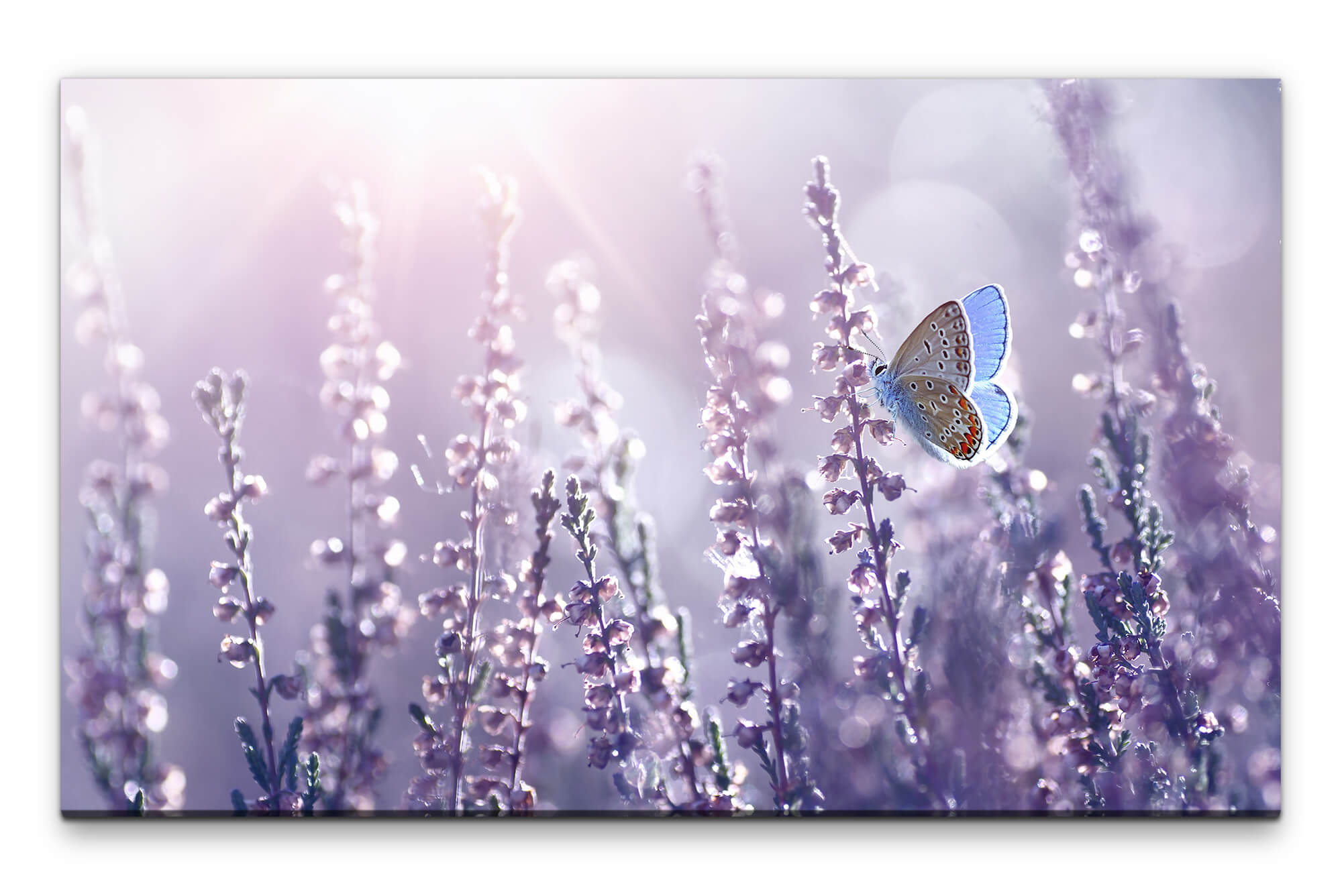 XXL Wandbild Möbel Bilder | Lavendel auf mit Leinwand Schmetterling Direkt