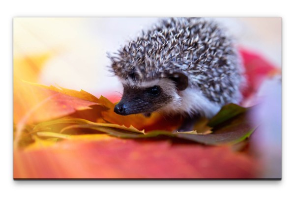 Bilder XXL Süßer Igel auf Blättern Wandbild auf Leinwand